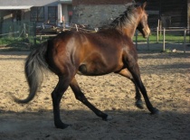 Phoca thumb l bbarca 2011