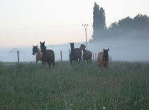 Phoca thumb l img pastva  2kveten 2011