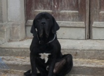 Dexter Of Fazenda dos Amigos da Vida