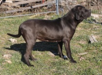 Escosia Of Fazenda dos Amigos da Vida