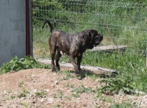 Boudha Of Fazenda dos Amigos da Vida
