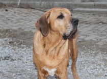 Dolores Ze Sakaliho dvora