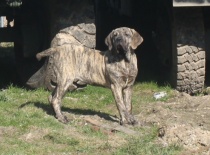 Goonie Of Fazenda dos Amigos da Vida