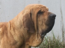 CH.BR.Tito Of Green Magic