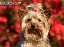 pes,jorkšírský teriér