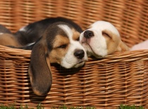 [field_gallery-nid]_[filefield-onlyname-original].[filefield-extension-original]