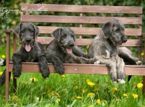 [field_gallery-nid]_[filefield-onlyname-original].[filefield-extension-original]