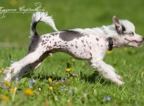 [field_gallery-nid]_[filefield-onlyname-original].[filefield-extension-original]