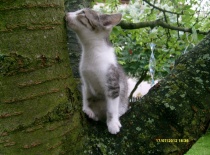 Alfons na stromě
