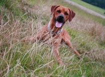 [field_gallery-nid]_[filefield-onlyname-original].[filefield-extension-original]