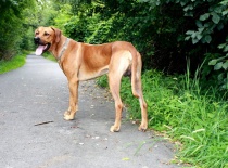 [field_gallery-nid]_[filefield-onlyname-original].[filefield-extension-original]