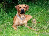 [field_gallery-nid]_[filefield-onlyname-original].[filefield-extension-original]