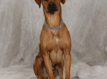 [field_gallery-nid]_[filefield-onlyname-original].[filefield-extension-original]