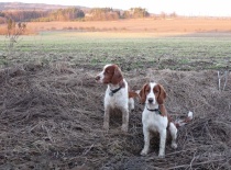 [field_gallery-nid]_[filefield-onlyname-original].[filefield-extension-original]