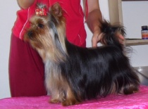 chovná fena Honey Kiss