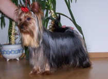 chovný psík Pierot