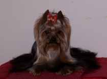 fena z našeho chovu Fleeting Kiss