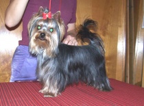 psík z našeho chovu Ibis