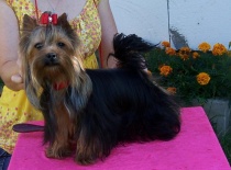 chovná fenka My-Lady