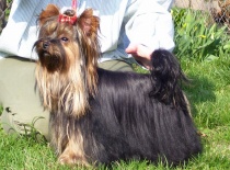 chovný psík Kliford