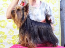 chovná fenka Olivia