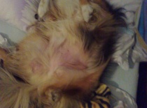  a takhle  si ustlal u nás v posttýlce 