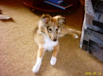 Taky ještě jako štěně 