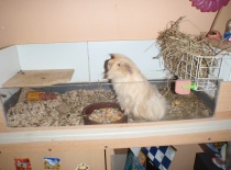 Pinky,tento krásny semeček angory je jíž tatínek a čekáme další potomstvo od naší samičky šeltinky ,mladé budou taky sním