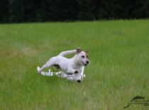 coursing :)