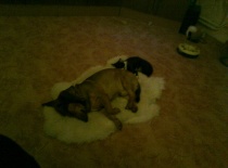 Brok a mikeška maj siestu