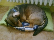 Mam svůj pelíšek ale tenhle se mi líbí víc :-)