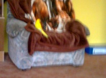 [field_gallery-nid]_[filefield-onlyname-original].[filefield-extension-original]