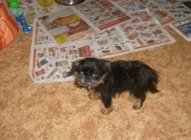 mám se vykadit nebo nemám