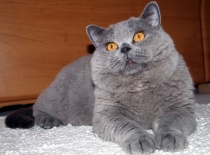 Hugo Guinevr Venustus Félis