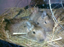 Osmynky odpočívají