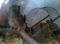 Gedžula v kolotoči a Čikulka na větvičce