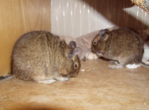 Koumající Čiki a Gedžula