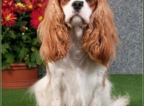 ALŽBĚTA Obludárium