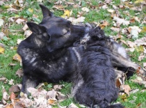 německý ovčák olin