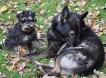 německý ovčák olin