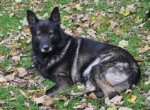 německý ovčák olin