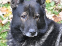 německý ovčák olin