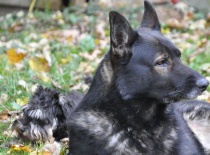 německý ovčák olin