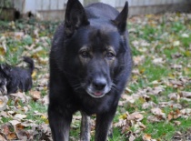 německý ovčák olin