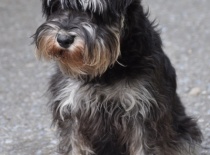 knírač malý černo-stříbrná