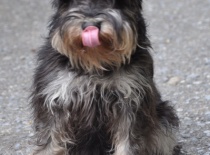 knírač malý černo-stříbrná