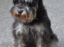 knírač malý černo-stříbrná