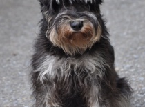 knírač malý černo-stříbrná