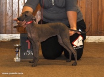 Loma na klubové výstavě - KCHN