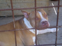 [field_gallery-nid]_[filefield-onlyname-original].[filefield-extension-original]